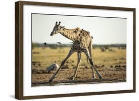 Drinking Giraffe, Nxai Pan National Park, Botswana-Paul Souders-Framed Photographic Print