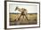 Drinking Giraffe, Nxai Pan National Park, Botswana-Paul Souders-Framed Photographic Print