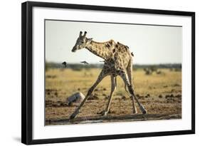 Drinking Giraffe, Nxai Pan National Park, Botswana-Paul Souders-Framed Photographic Print