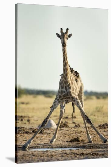 Drinking Giraffe, Nxai Pan National Park, Botswana-Paul Souders-Stretched Canvas