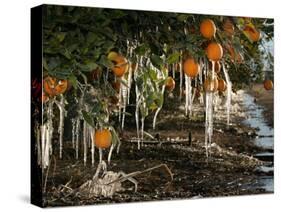 Drip Irrigation Creates Icicles and Forms an Insulation and Way of Protecting Oranges on the Trees-Gary Kazanjian-Stretched Canvas