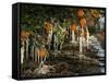 Drip Irrigation Creates Icicles and Forms an Insulation and Way of Protecting Oranges on the Trees-Gary Kazanjian-Framed Stretched Canvas