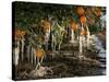 Drip Irrigation Creates Icicles and Forms an Insulation and Way of Protecting Oranges on the Trees-Gary Kazanjian-Stretched Canvas