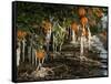 Drip Irrigation Creates Icicles and Forms an Insulation and Way of Protecting Oranges on the Trees-Gary Kazanjian-Framed Stretched Canvas