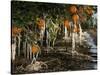 Drip Irrigation Creates Icicles and Forms an Insulation and Way of Protecting Oranges on the Trees-Gary Kazanjian-Stretched Canvas