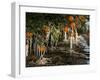 Drip Irrigation Creates Icicles and Forms an Insulation and Way of Protecting Oranges on the Trees-Gary Kazanjian-Framed Premium Photographic Print