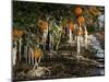 Drip Irrigation Creates Icicles and Forms an Insulation and Way of Protecting Oranges on the Trees-Gary Kazanjian-Mounted Premium Photographic Print