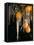 Drip Irrigation Creates Icicles and Forms an Insulation and Way of Protecting Oranges on the Trees-Gary Kazanjian-Framed Stretched Canvas