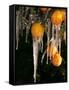 Drip Irrigation Creates Icicles and Forms an Insulation and Way of Protecting Oranges on the Trees-Gary Kazanjian-Framed Stretched Canvas