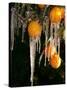 Drip Irrigation Creates Icicles and Forms an Insulation and Way of Protecting Oranges on the Trees-Gary Kazanjian-Stretched Canvas