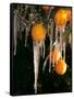 Drip Irrigation Creates Icicles and Forms an Insulation and Way of Protecting Oranges on the Trees-Gary Kazanjian-Framed Stretched Canvas