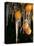 Drip Irrigation Creates Icicles and Forms an Insulation and Way of Protecting Oranges on the Trees-Gary Kazanjian-Stretched Canvas