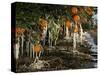 Drip Irrigation Creates Icicles and Forms an Insulation and Way of Protecting Oranges on the Trees-Gary Kazanjian-Stretched Canvas