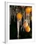 Drip Irrigation Creates Icicles and Forms an Insulation and Way of Protecting Oranges on the Trees-Gary Kazanjian-Framed Photographic Print