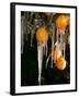 Drip Irrigation Creates Icicles and Forms an Insulation and Way of Protecting Oranges on the Trees-Gary Kazanjian-Framed Photographic Print