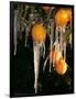 Drip Irrigation Creates Icicles and Forms an Insulation and Way of Protecting Oranges on the Trees-Gary Kazanjian-Framed Photographic Print