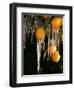 Drip Irrigation Creates Icicles and Forms an Insulation and Way of Protecting Oranges on the Trees-Gary Kazanjian-Framed Photographic Print