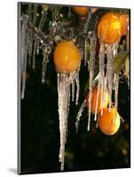 Drip Irrigation Creates Icicles and Forms an Insulation and Way of Protecting Oranges on the Trees-Gary Kazanjian-Mounted Photographic Print