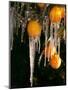 Drip Irrigation Creates Icicles and Forms an Insulation and Way of Protecting Oranges on the Trees-Gary Kazanjian-Mounted Photographic Print