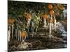 Drip Irrigation Creates Icicles and Forms an Insulation and Way of Protecting Oranges on the Trees-Gary Kazanjian-Mounted Photographic Print