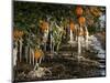 Drip Irrigation Creates Icicles and Forms an Insulation and Way of Protecting Oranges on the Trees-Gary Kazanjian-Mounted Photographic Print