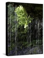 Dripping Water at Grotto Falls, Montana-Ryan Ross-Stretched Canvas