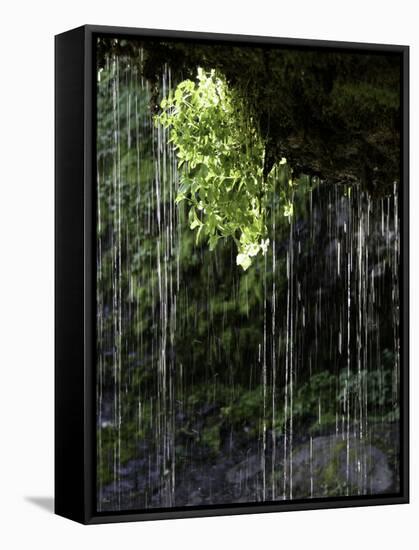 Dripping Water at Grotto Falls, Montana-Ryan Ross-Framed Stretched Canvas