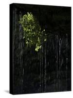 Dripping Water at Grotto Falls, Montana-Ryan Ross-Stretched Canvas