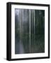 Dripping Water at Grotto Falls, Montana-Ryan Ross-Framed Photographic Print