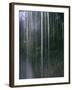 Dripping Water at Grotto Falls, Montana-Ryan Ross-Framed Photographic Print