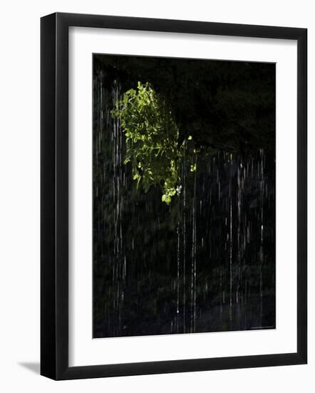 Dripping Water at Grotto Falls, Montana-Ryan Ross-Framed Photographic Print