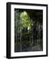 Dripping Water at Grotto Falls, Montana-Ryan Ross-Framed Photographic Print