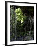 Dripping Water at Grotto Falls, Montana-Ryan Ross-Framed Photographic Print