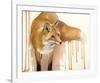 Drippy Red Fox-Joni Johnson-Godsy-Framed Giclee Print