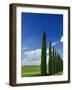 Driveway lined with stately cypress Trees, Tuscany, Italy-Adam Jones-Framed Photographic Print