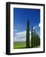 Driveway lined with stately cypress Trees, Tuscany, Italy-Adam Jones-Framed Photographic Print