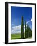 Driveway lined with stately cypress Trees, Tuscany, Italy-Adam Jones-Framed Photographic Print