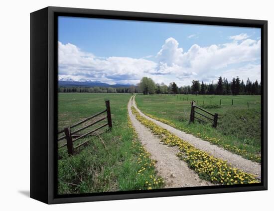 Driveway with Common Dandelion in Flower, Near Glacier National Park, Montana-James Hager-Framed Stretched Canvas