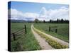 Driveway with Common Dandelion in Flower, Near Glacier National Park, Montana-James Hager-Stretched Canvas