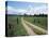 Driveway with Common Dandelion in Flower, Near Glacier National Park, Montana-James Hager-Stretched Canvas