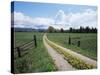 Driveway with Common Dandelion in Flower, Near Glacier National Park, Montana-James Hager-Stretched Canvas