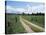 Driveway with Common Dandelion in Flower, Near Glacier National Park, Montana-James Hager-Stretched Canvas