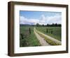 Driveway with Common Dandelion in Flower, Near Glacier National Park, Montana-James Hager-Framed Photographic Print