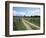 Driveway with Common Dandelion in Flower, Near Glacier National Park, Montana-James Hager-Framed Photographic Print