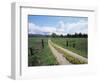 Driveway with Common Dandelion in Flower, Near Glacier National Park, Montana-James Hager-Framed Photographic Print