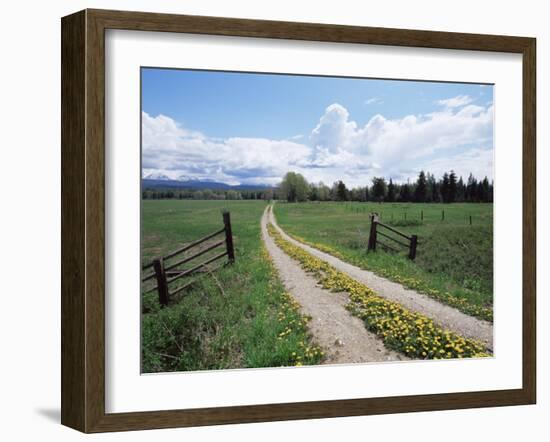 Driveway with Common Dandelion in Flower, Near Glacier National Park, Montana-James Hager-Framed Photographic Print