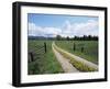 Driveway with Common Dandelion in Flower, Near Glacier National Park, Montana-James Hager-Framed Photographic Print