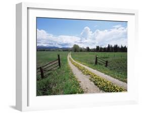 Driveway with Common Dandelion in Flower, Near Glacier National Park, Montana-James Hager-Framed Photographic Print