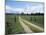 Driveway with Common Dandelion in Flower, Near Glacier National Park, Montana-James Hager-Mounted Photographic Print