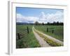 Driveway with Common Dandelion in Flower, Near Glacier National Park, Montana-James Hager-Framed Photographic Print